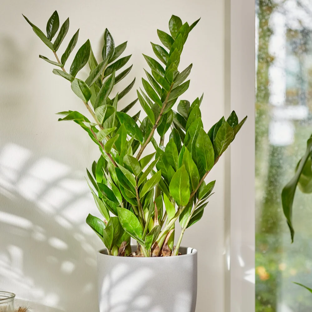 Zamioculcas – Image 7