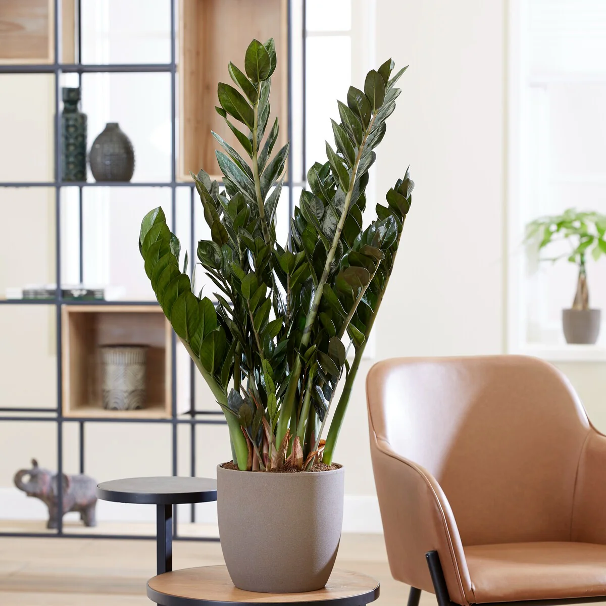 Zamioculcas – Image 3