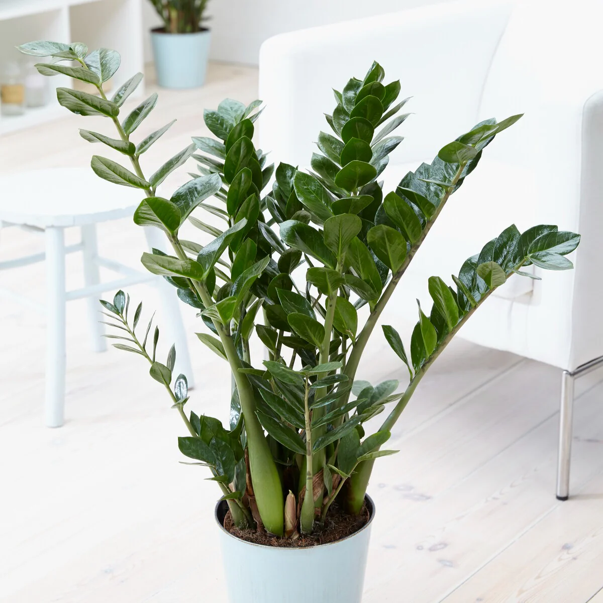 Zamioculcas – Image 4