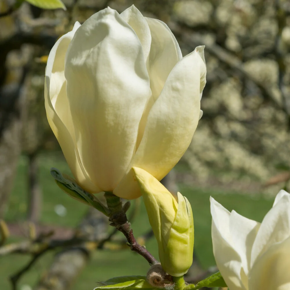 Magnolia Yellow Lantern – Image 2