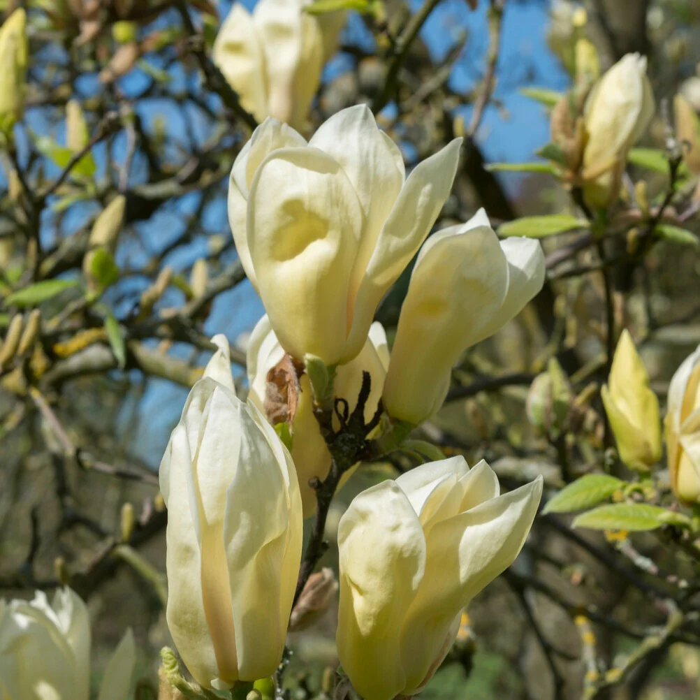 Magnolia Yellow Lantern – Image 4