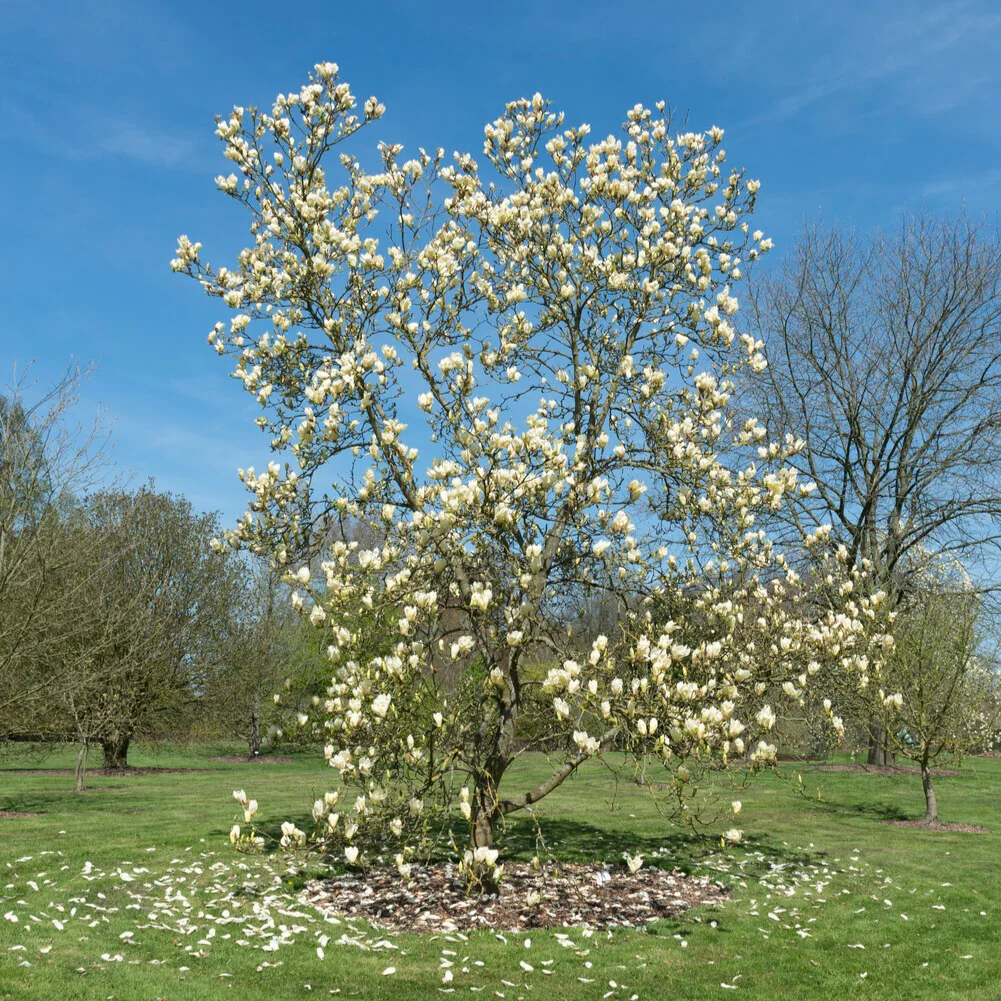 Magnolia Yellow Lantern – Image 5