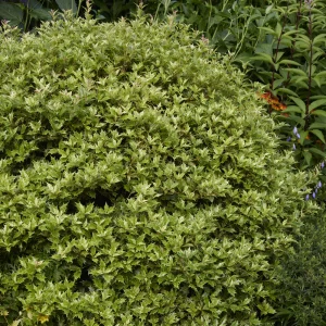 Osmanthe panaché Goshiki