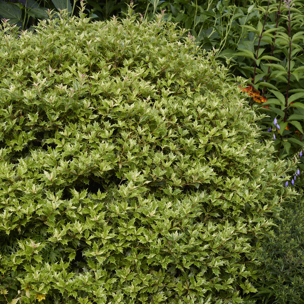 Osmanthe panaché Goshiki