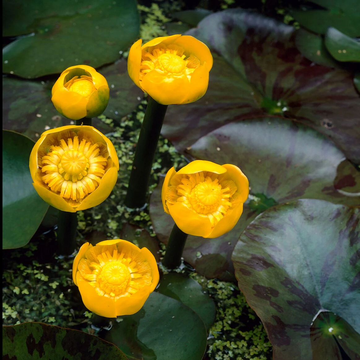 Nénuphar commun – Image 4