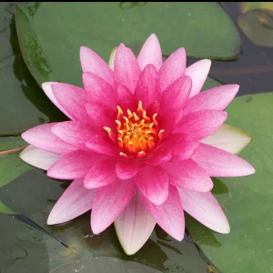 Nénuphar Charles de Meurville