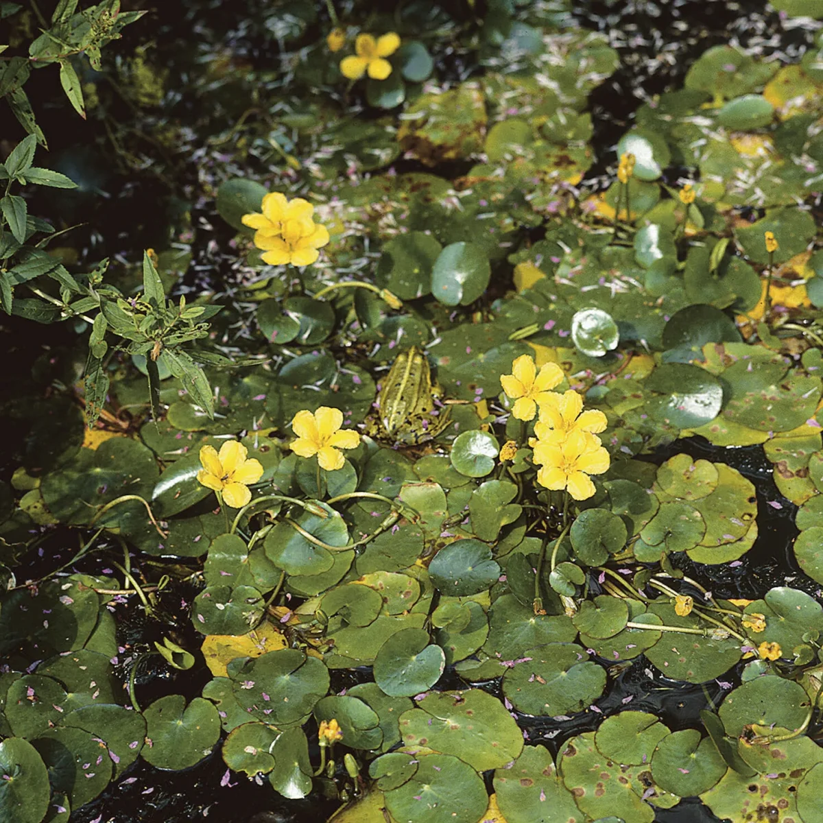 Limnanthème faux-nénuphar – Image 7