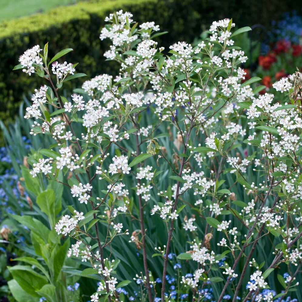 Aronia à feuilles d'arbousier Brilliant – Image 2