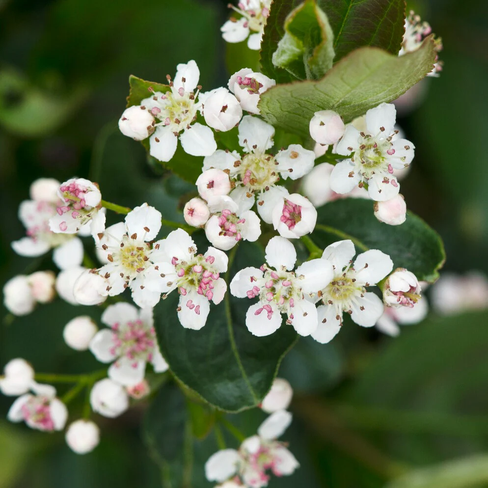 Aronia à fruits noirs – Image 3