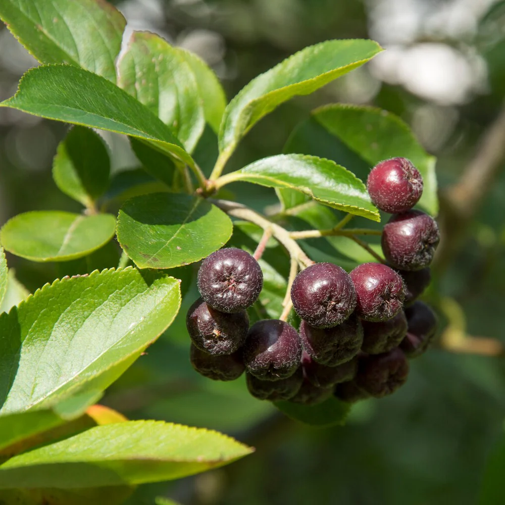 Aronia à fruits noirs – Image 5