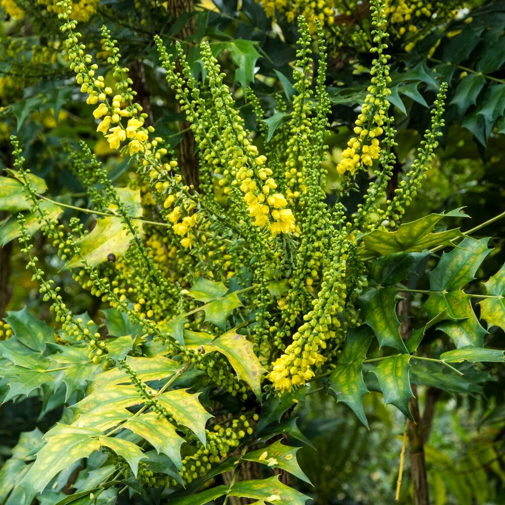 Mahonia media Winter Sun – Image 2