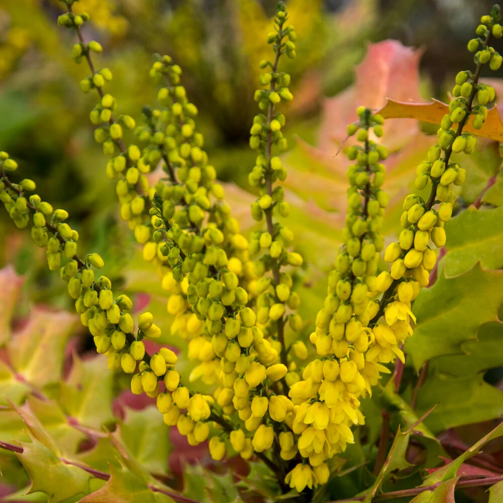 Mahonia media Winter Sun – Image 4