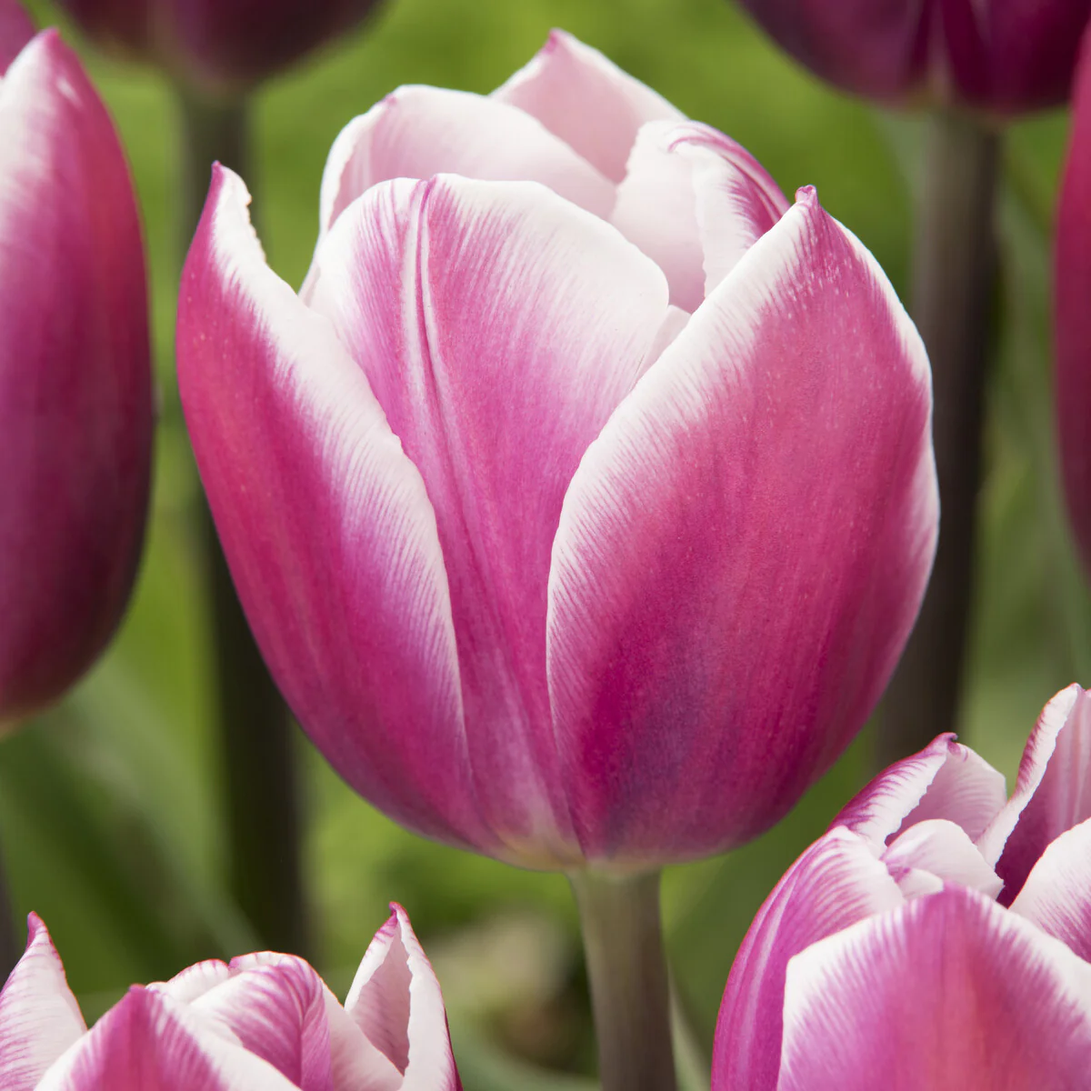 10 Tulipes Triomphe Synaeda blue – Image 4