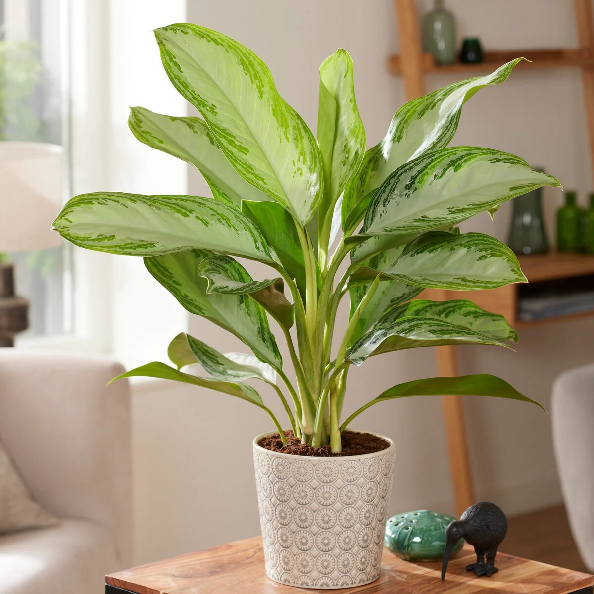 Aglaonema 'Silver Bay' gris-vert – Image 2