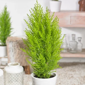 Chambre Cupressus 'Goldcrest Wilma'