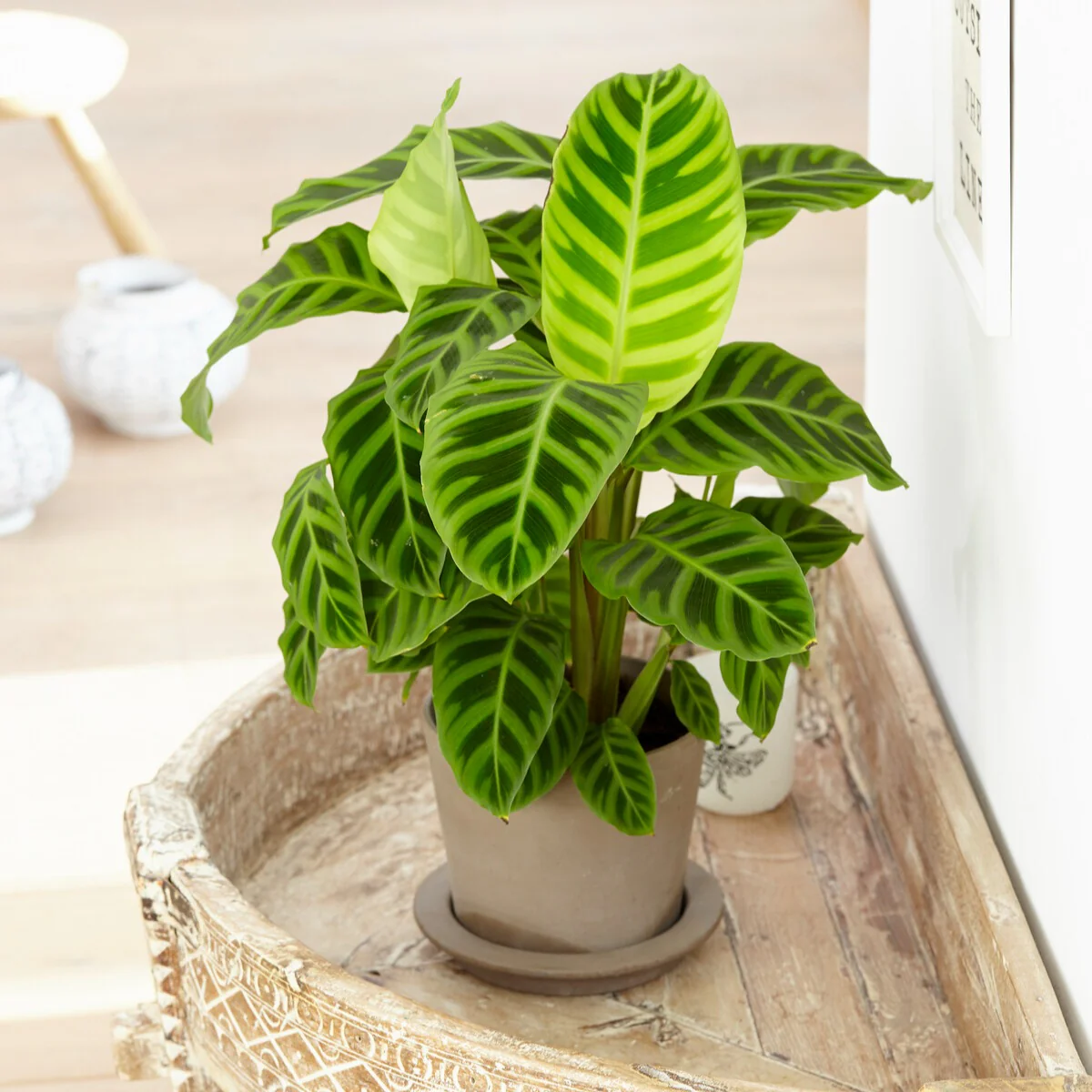 Calathea zebrina – Image 2