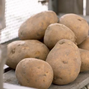 25 Pommes de terre Nicola