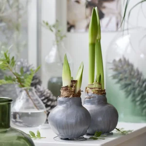 Wax Amaryllis Gloss Silver