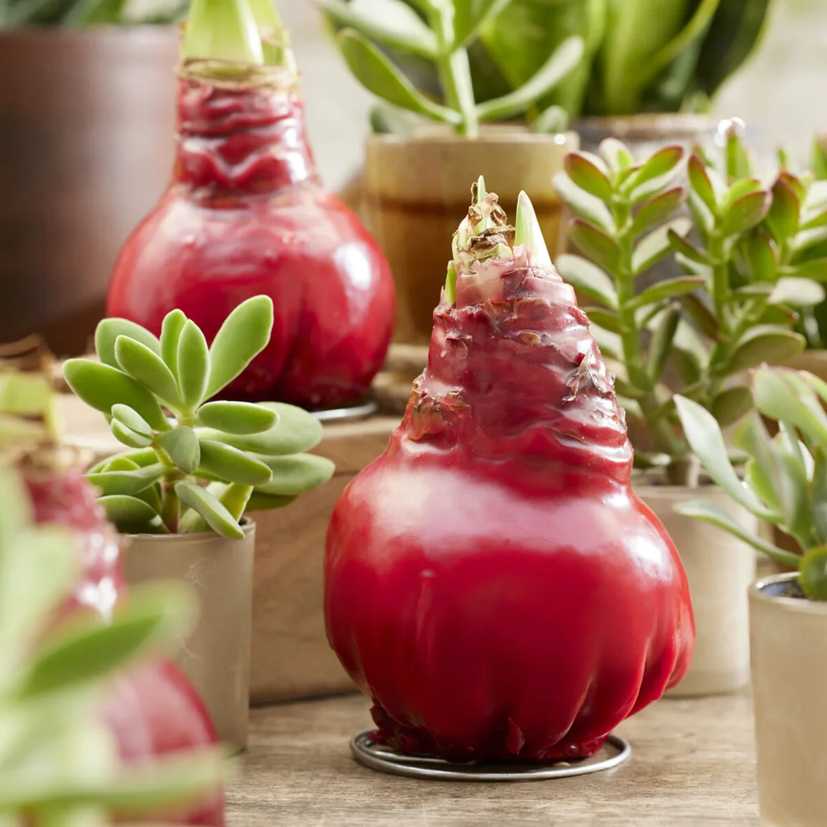 Wax Amaryllis Gloss X Mas Red – Image 3