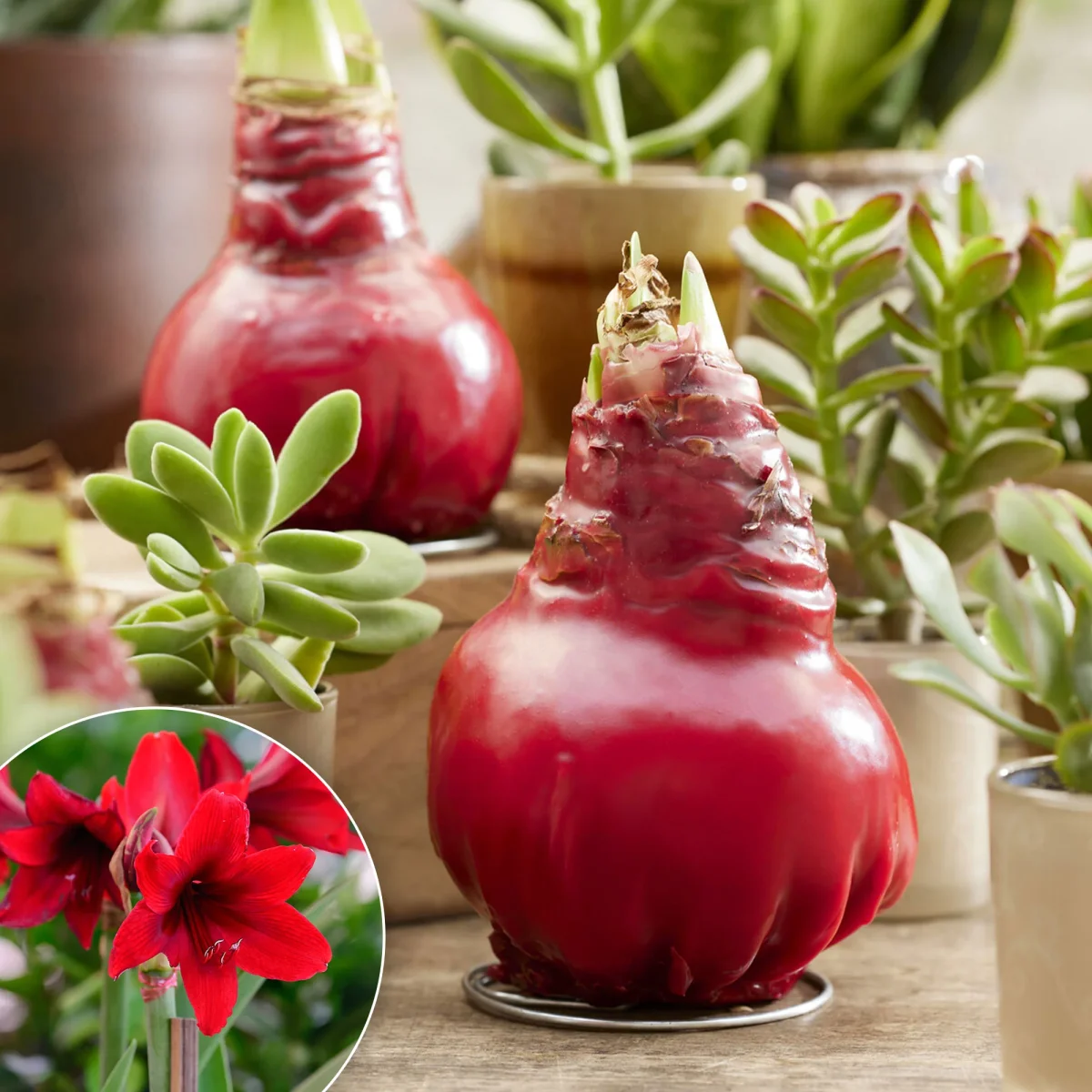 Wax Amaryllis Gloss X Mas Red