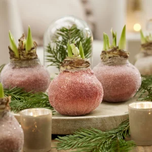 Wax Amaryllis  Magic Rosé Gold