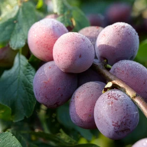 Prunier Reine Claude d'Althan