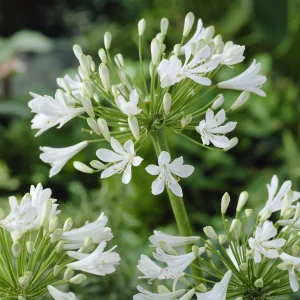 2 Agapanthes blanches