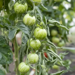 Plant Tomate Green Zebra