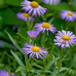 Vergerette Azure Beauty - Erigeron