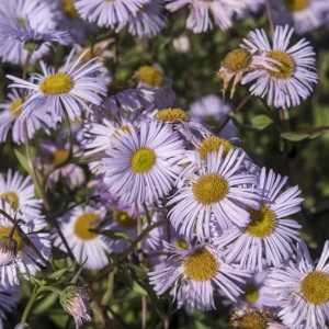 Vergerette Quakeress - Erigeron