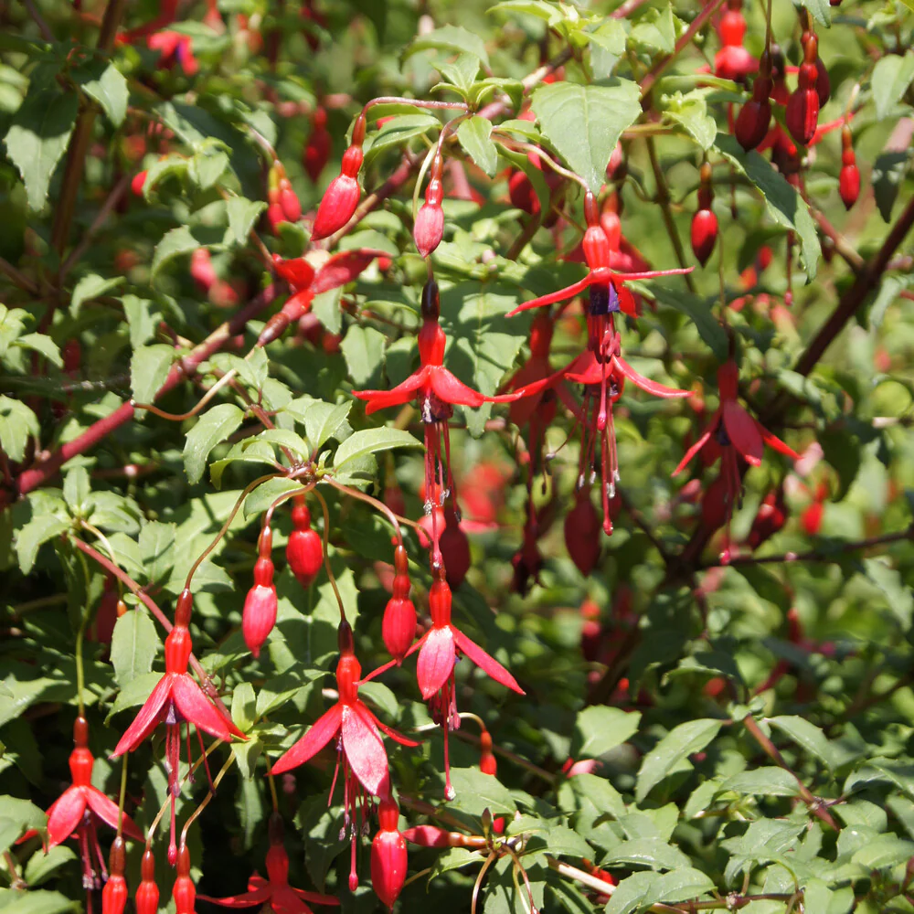 3 Fuchsias Riccartonii – Image 3