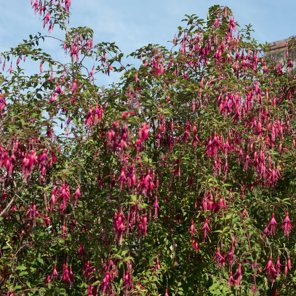 3 Fuchsias Riccartonii – Image 4