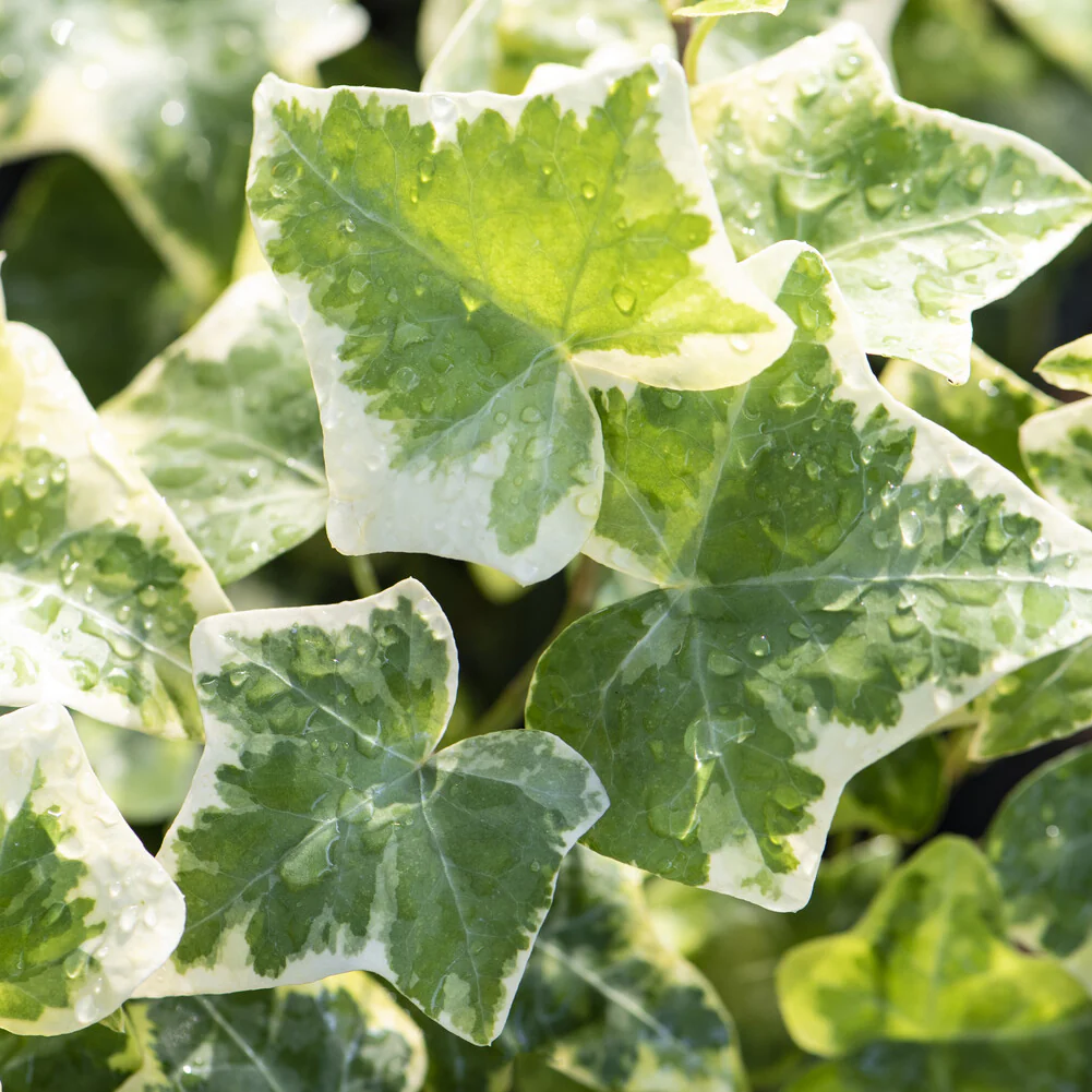 Lierre commun Glacier – Image 6