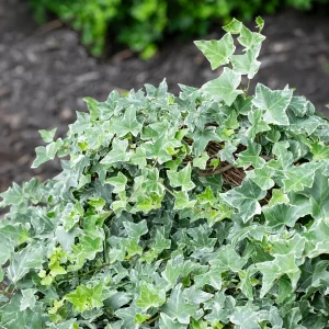 Lierre commun Glacier