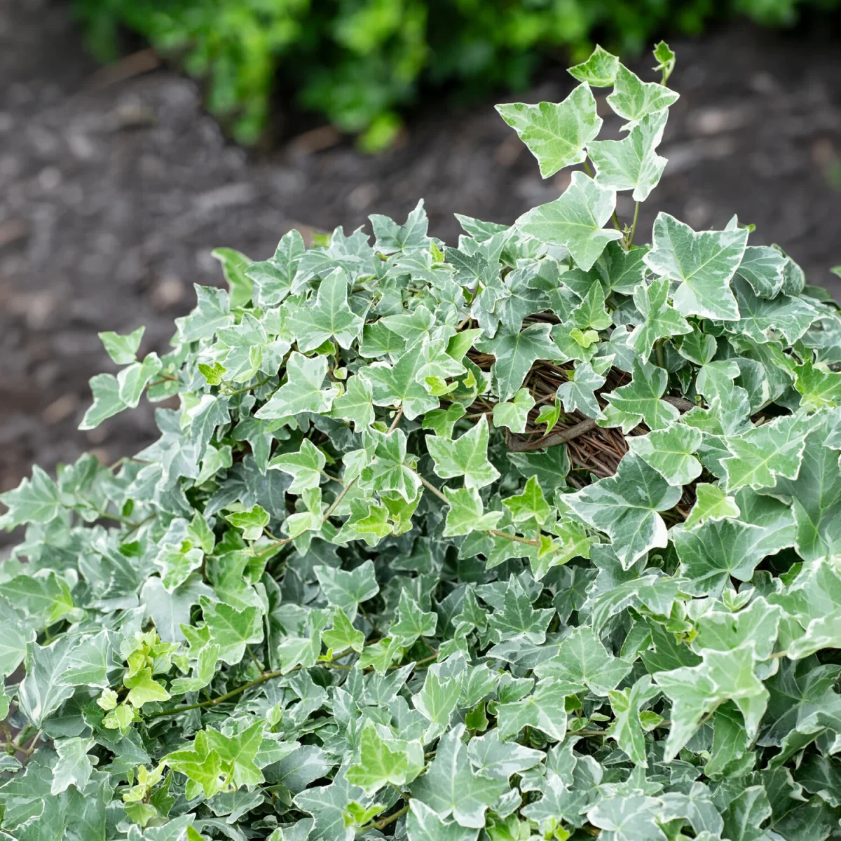 Lierre commun Glacier – Image 2