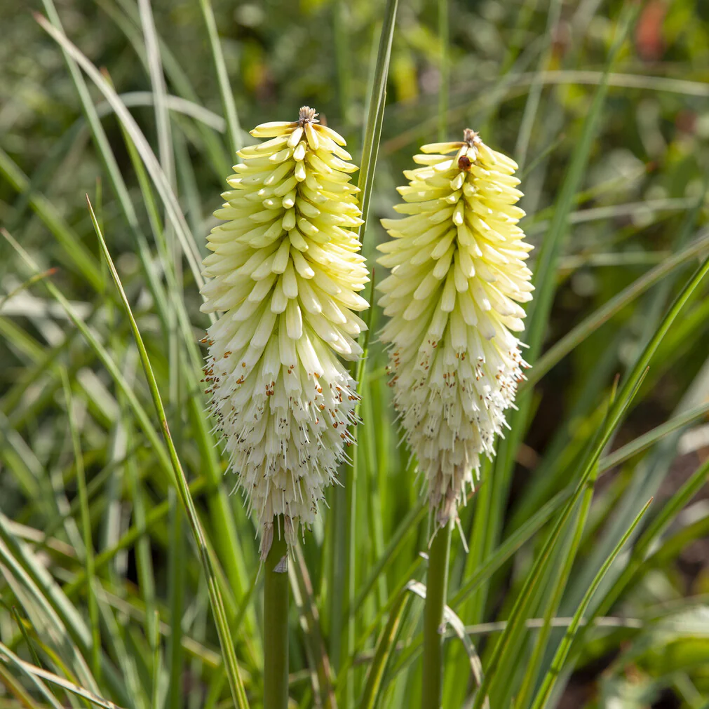 Tritoma Ice Queen – Image 5