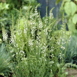 Linaire pourpre Springside White