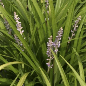 Liriope spicata