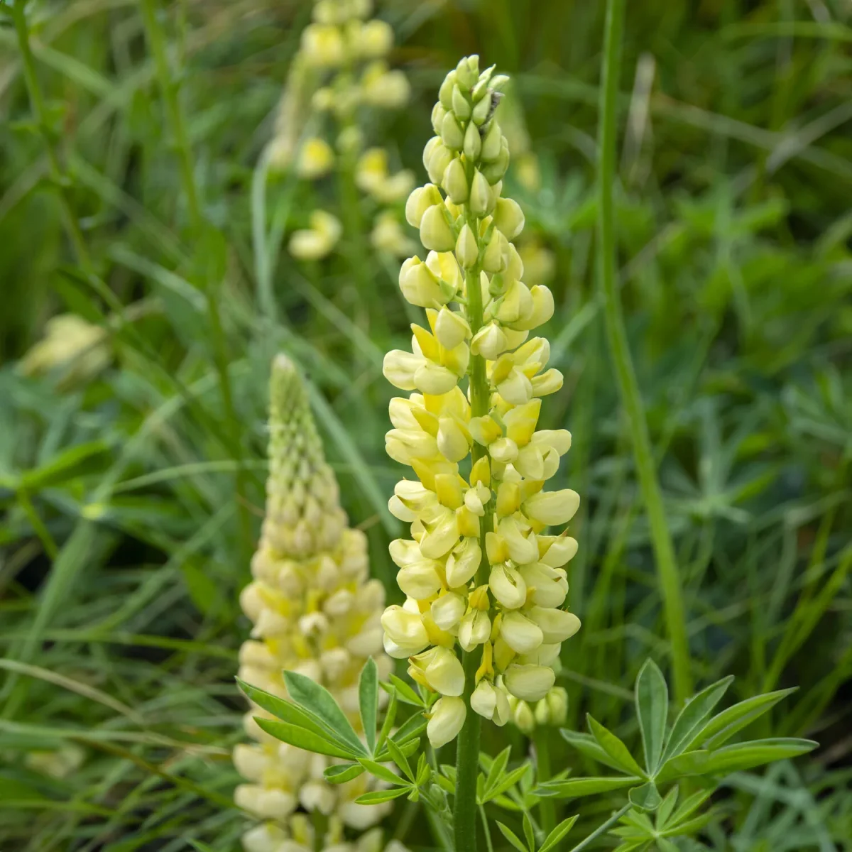 Lupin Chandelier – Image 3