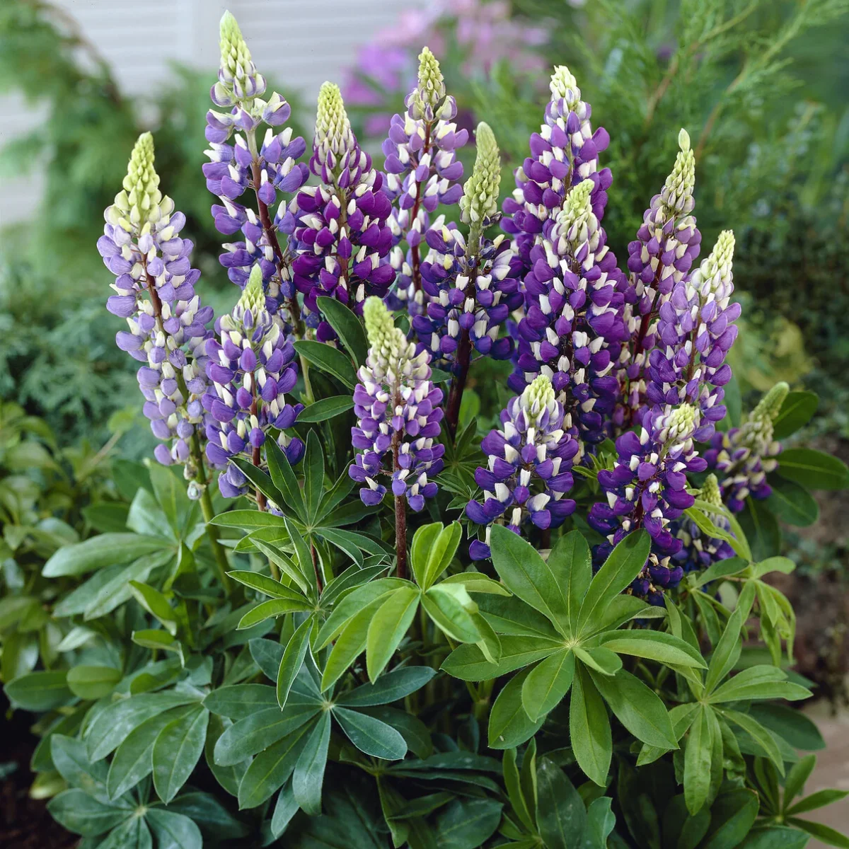 Lupin Gallery Blue – Image 2