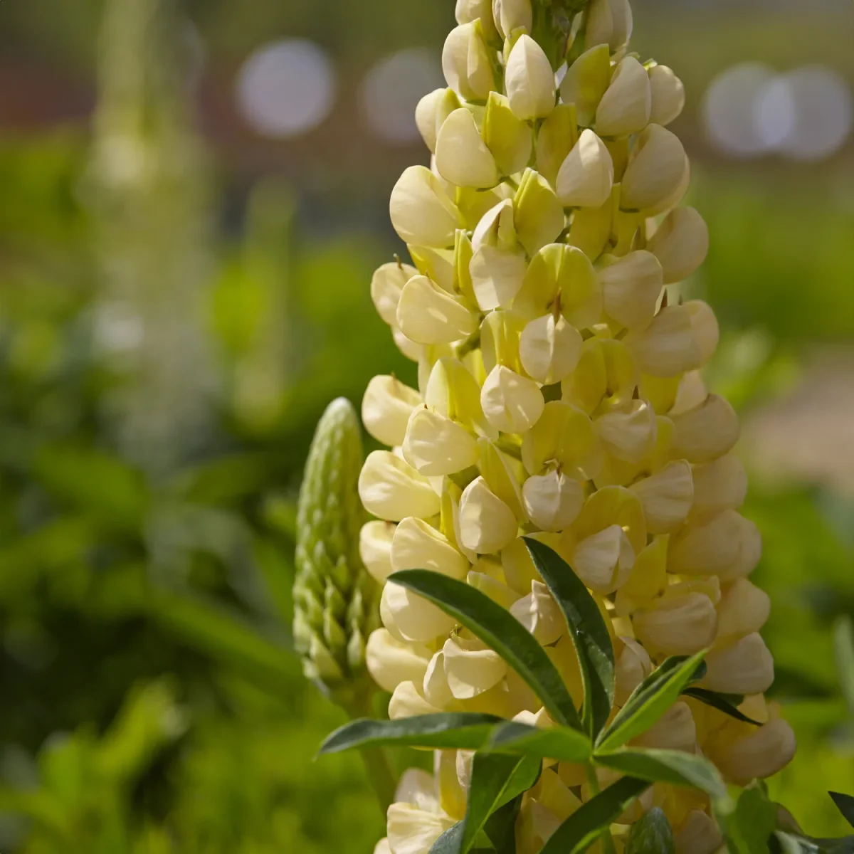 Lupin Gallery Yellow – Image 4