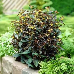 Lysimaque ciliée Firecracker