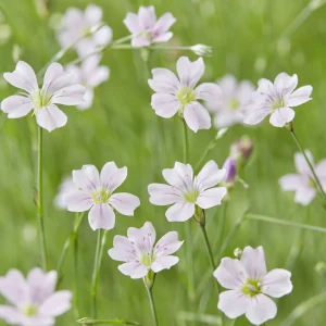 Œillets des rochers