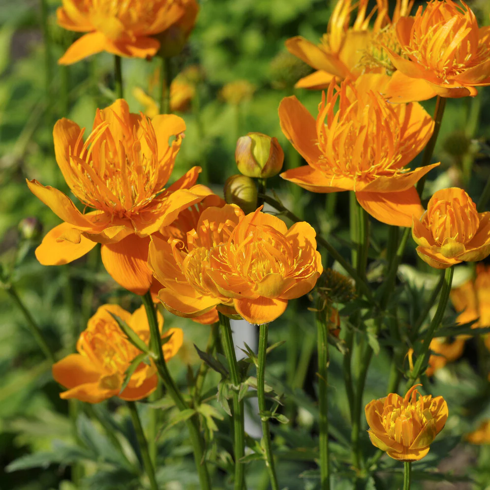 Trolle de Chine Golden Queen – Image 3