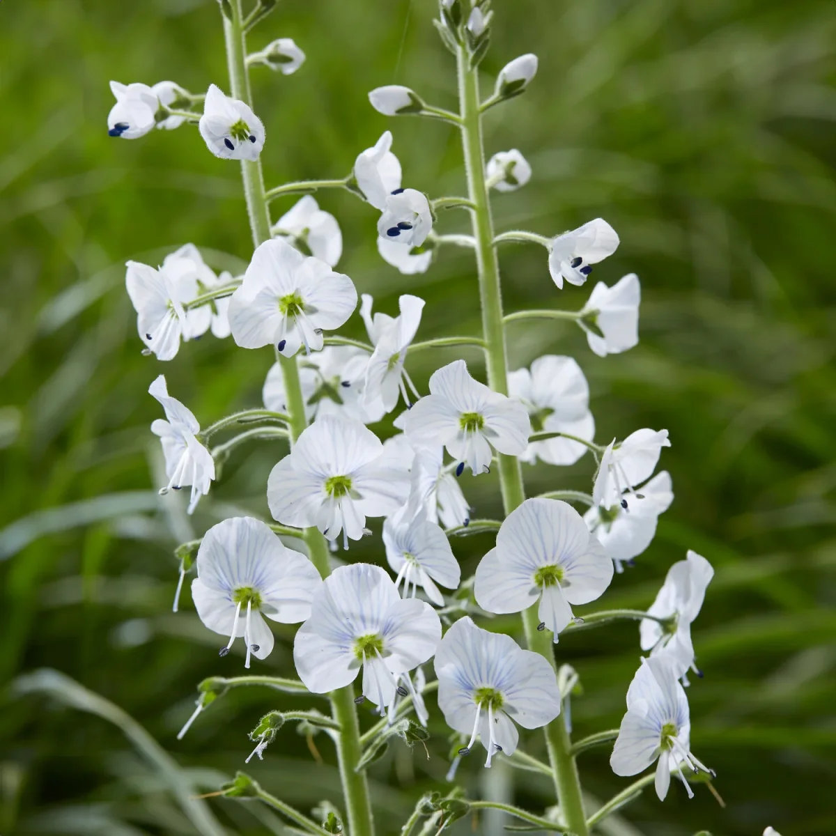 Véronique du Caucase – Image 4