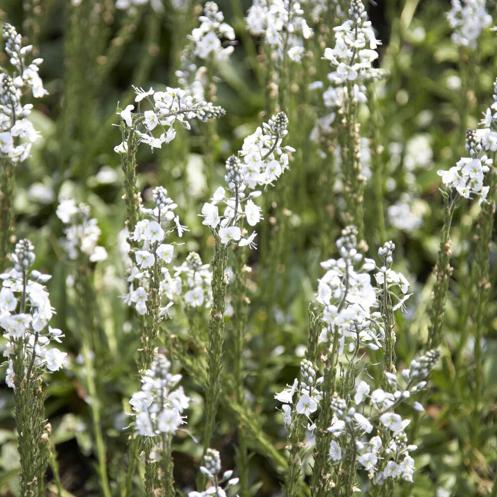 Véronique du Caucase – Image 2