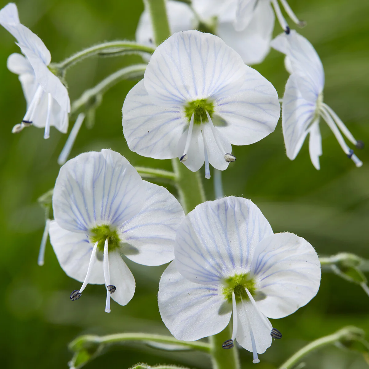 Véronique du Caucase – Image 3
