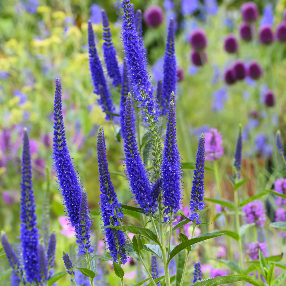 Véronique à grandes feuilles Marietta – Image 4