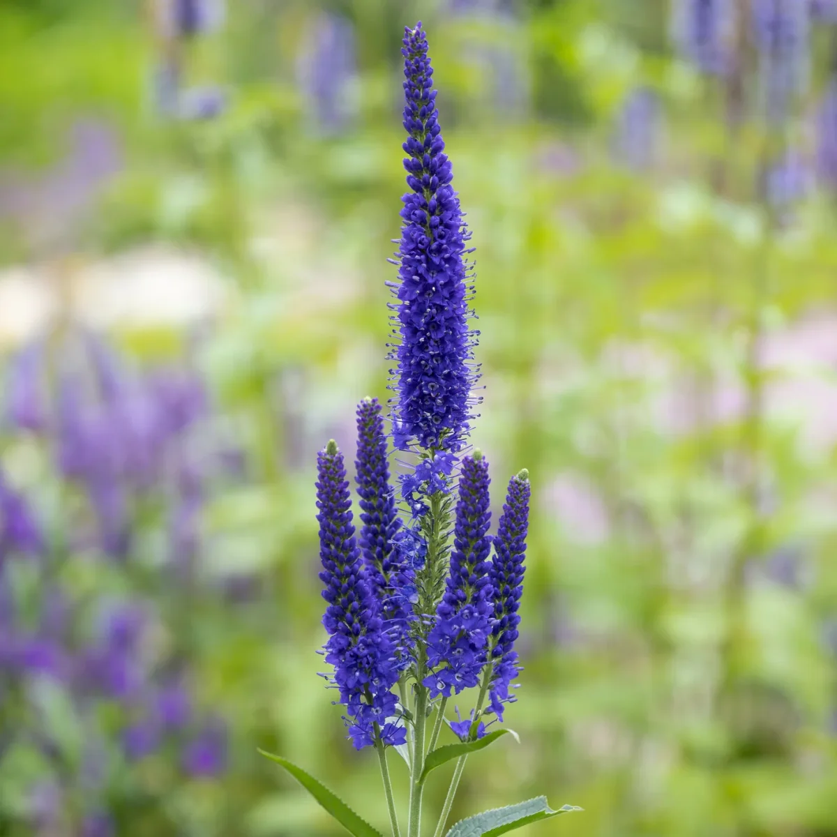 Véronique à grandes feuilles Marietta – Image 2