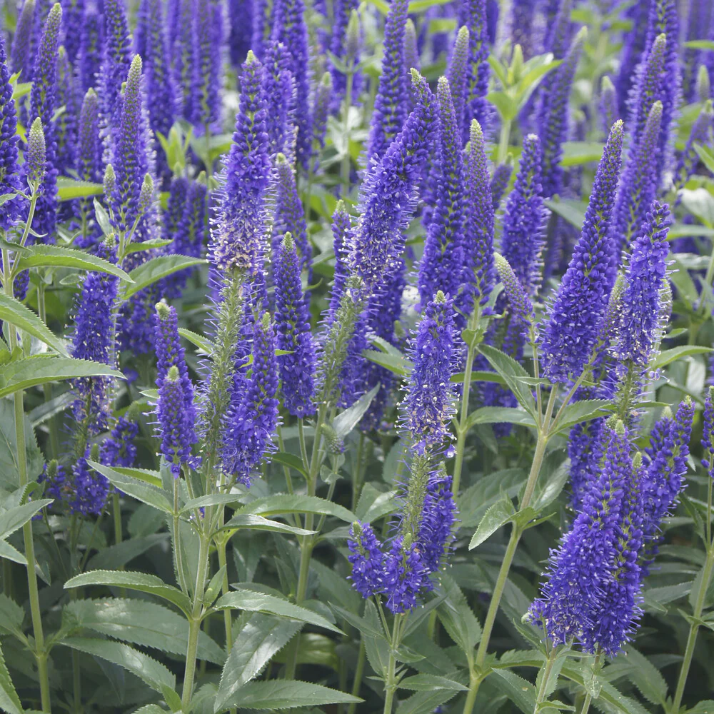 Véronique à grandes feuilles Marietta – Image 5
